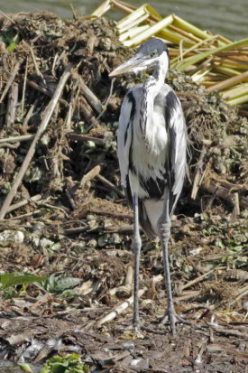 Garza mora/Cocoi Heron