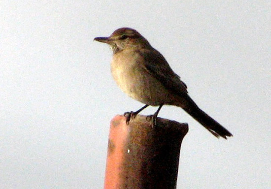 Gaucho común/Grey-bellied Shrike-Tyrant