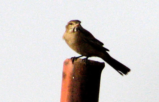 Gaucho común/Grey-bellied Shrike-Tyrant