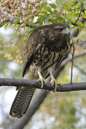 Gavilán mixto/Bay-winged Hawk