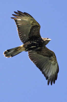 Gavilán mixto/Bay-winged Hawk