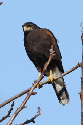 Gavilán mixto/Bay-winged Hawk