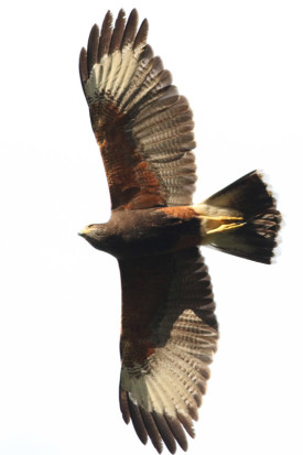 Gavilán mixto/Bay-winged Hawk