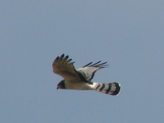 Gavilán planeador/Long-winged Harrier