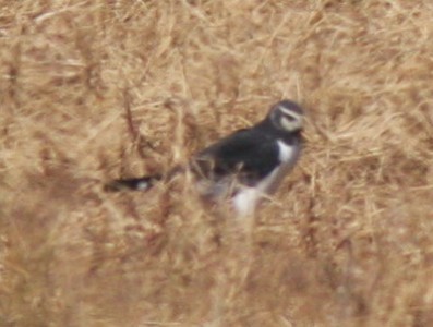 Gavilán planeador/Long-winged Harrier