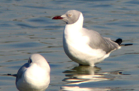 Gaviota capucho gris/Grey-hooded Gull