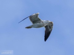 Gaviota cocinera/Kelp Gull