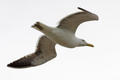 Gaviota cocinera/Kelp Gull