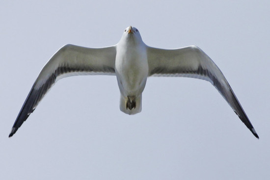 Gaviota cocinera/Kelp Gull