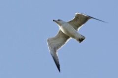 Gaviota cocinera/Kelp Gull