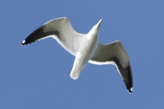 Gaviota cocinera/Kelp Gull