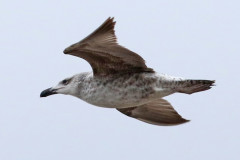 Gaviota cocinera/Kelp Gull