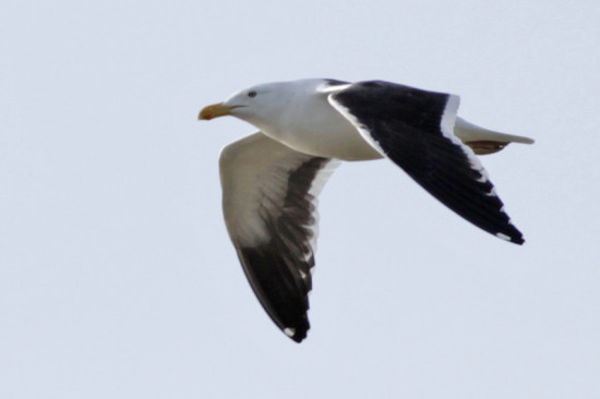 Gaviota cocinera/Kelp Gull