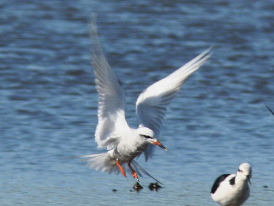 Gaviotín lagunero/Snowy-crowned Tern