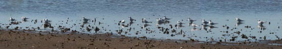 Gaviotín lagunero/Snowy-crowned Tern