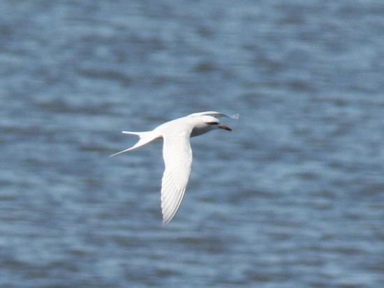 Gaviotín lagunero/Snowy-crowned Tern