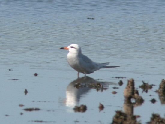 Gaviotín lagunero/Snowy-crowned Tern