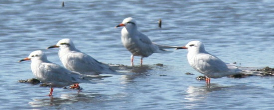 Gaviotín lagunero/Snowy-crowned Tern