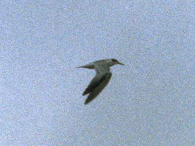 Gaviotín chico común/Yellow-billed Tern
