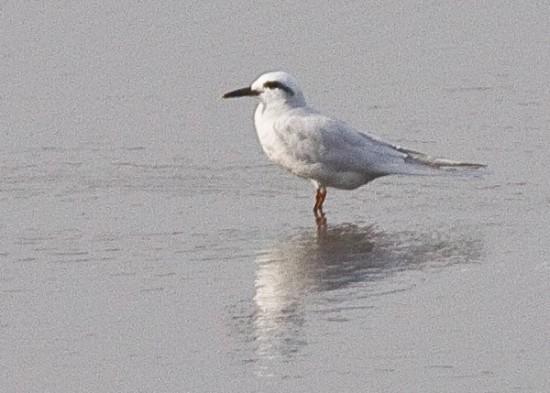 Gaviotín lagunero/Snowy-crowned Tern