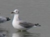 Gaviota capucho gris/Gray-hooded Gull