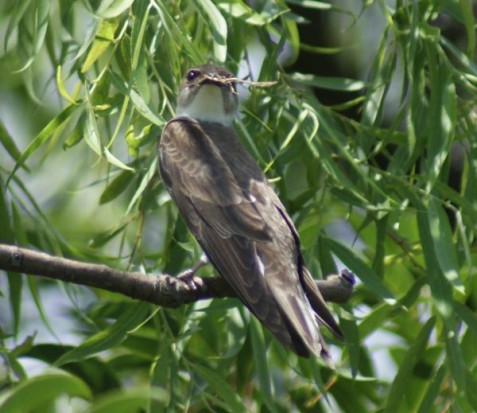 Golondrina parda/Brown-chested Martin