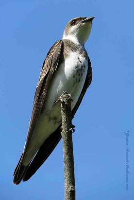 Golondrina parda/Brown-chested Martin