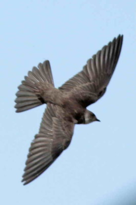 Golondrina parda/Brown-chested Martin