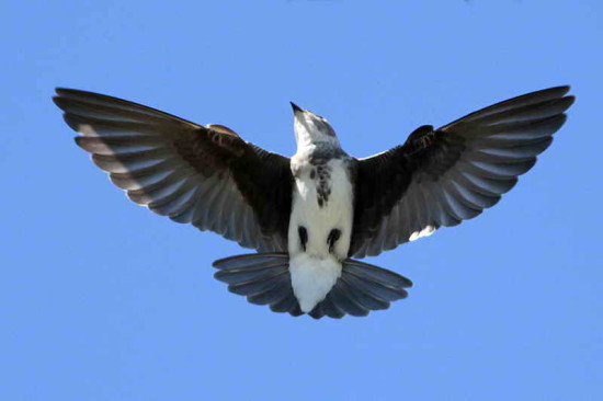 Golondrina parda/Brown-chested Martin