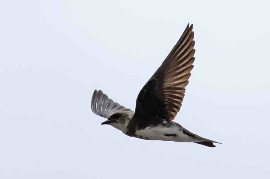 Golondrina parda/Brown-chested Martin