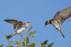 Golondrina parda/Brown-chested Martin