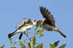 Golondrina parda/Brown-chested Martin