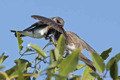 Golondrina parda/Brown-chested Martin