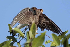 Golondrina parda/Brown-chested Martin