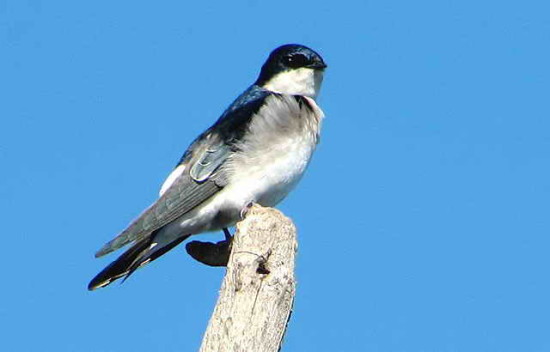 Golondrina patagónica/Chilean Swallow