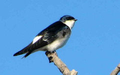 Golondrina patagónica/Chilean Swallow