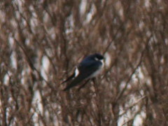 Golondrina patagónica/Chilean Swallow