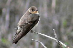 Golondrina ribereña/Rough-winged Swallow