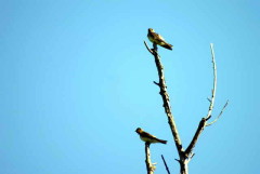 Golondrina ribereña/Rough-winged Swallow