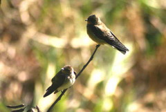 Golondrina ribereña/Rough-winged Swallow