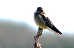 Golondrina ribereña/Rough-winged Swallow