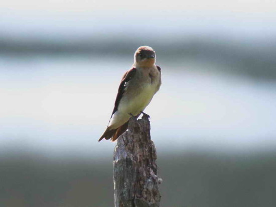 Golondrina ribereña/Rough-winged Swallow