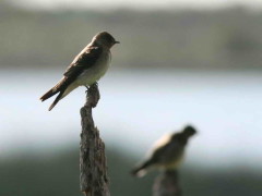 Golondrina ribereña/Rough-winged Swallow