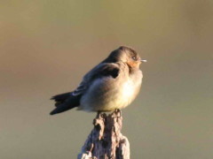 Golondrina ribereña/Rough-winged Swallow