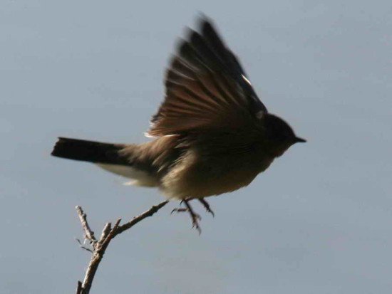 Golondrina ribereña/Rough-winged Swallow