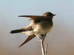 Golondrina ribereña/Rough-winged Swallow