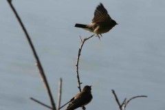 Golondrina ribereña/Rough-winged Swallow