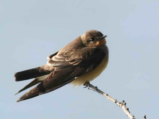 Golondrina ribereña/Rough-winged Swallow