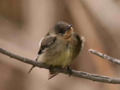 Golondrina ribereña/Rough-winged Swallow