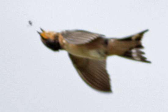 Golondrina tijerita